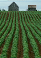 farmers and farm managers are classified as self employed if purchasing or managing a farm in Canada